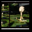 [Click to enlarge image]